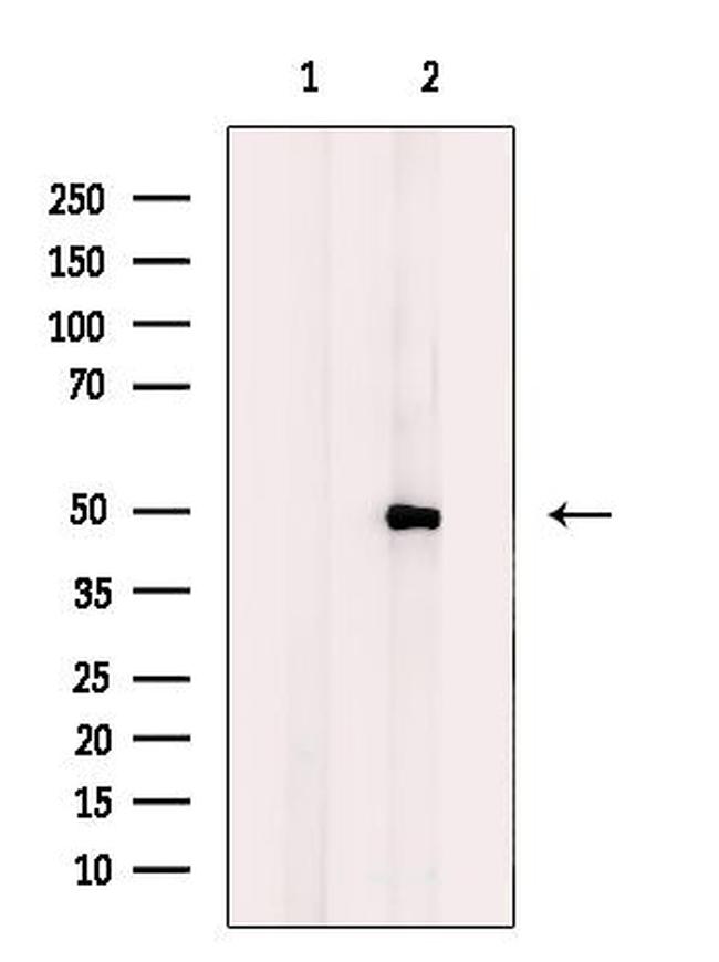 DYX1C1 Antibody in Western Blot (WB)