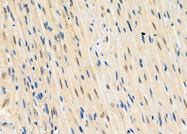 NUFIP1 Antibody in Immunohistochemistry (Paraffin) (IHC (P))