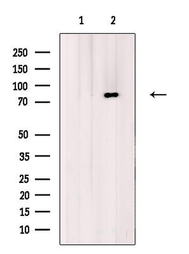 NUFIP1 Antibody in Western Blot (WB)