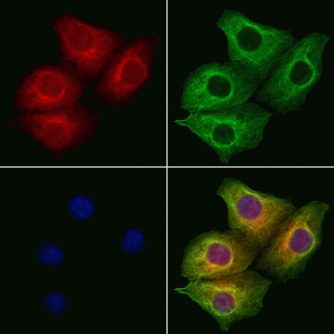 OMA1 Antibody in Immunocytochemistry (ICC/IF)