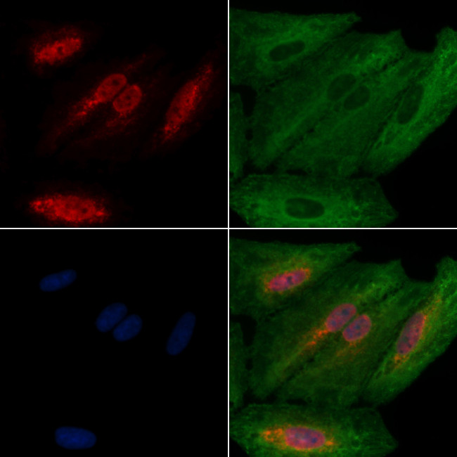 MZF1 Antibody in Immunocytochemistry (ICC/IF)