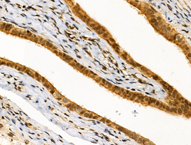 MZF1 Antibody in Immunohistochemistry (Paraffin) (IHC (P))