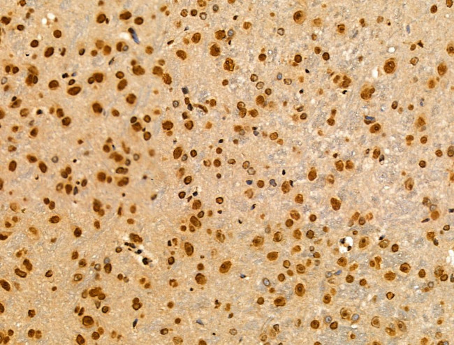 MZF1 Antibody in Immunohistochemistry (Paraffin) (IHC (P))