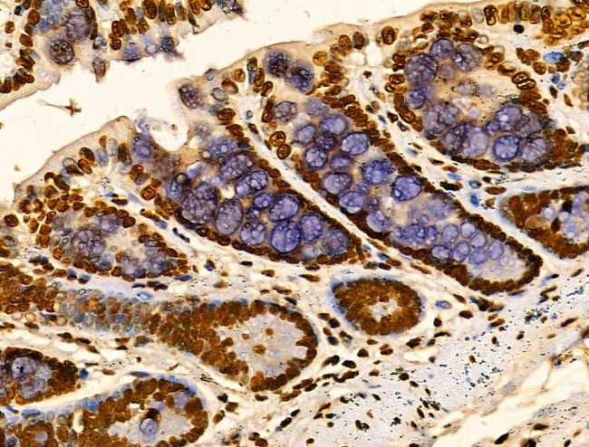 MZF1 Antibody in Immunohistochemistry (Paraffin) (IHC (P))