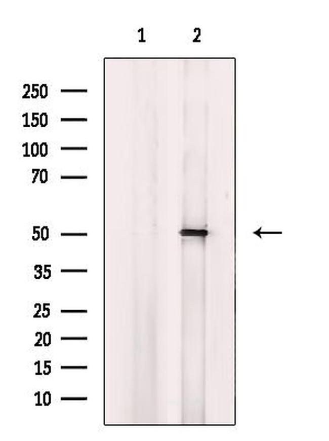 CYP4B1 Antibody in Western Blot (WB)