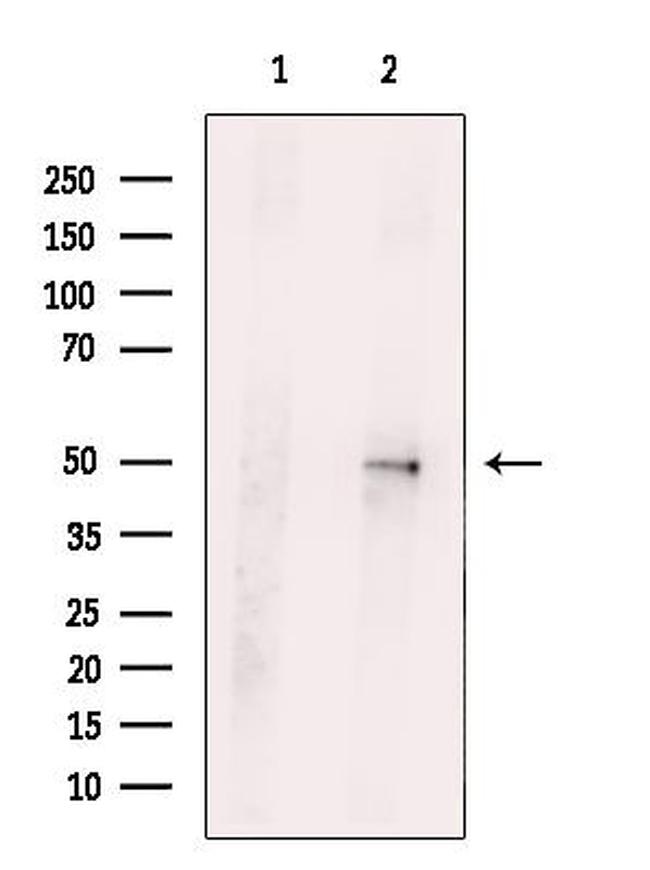 SIRPB1 Antibody in Western Blot (WB)