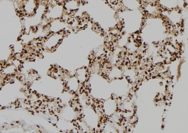 BAG4 Antibody in Immunohistochemistry (Paraffin) (IHC (P))