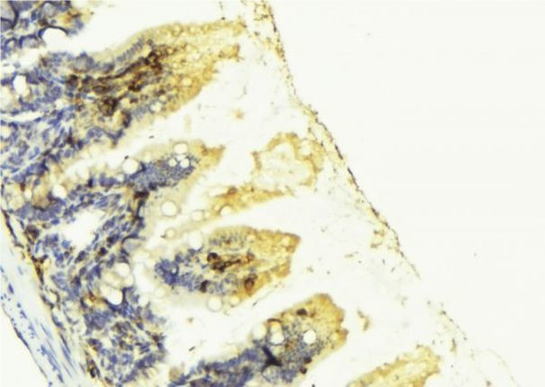 PGF Antibody in Immunohistochemistry (Paraffin) (IHC (P))