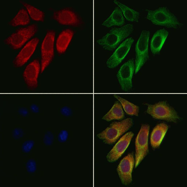 HSP701L Antibody in Immunocytochemistry (ICC/IF)