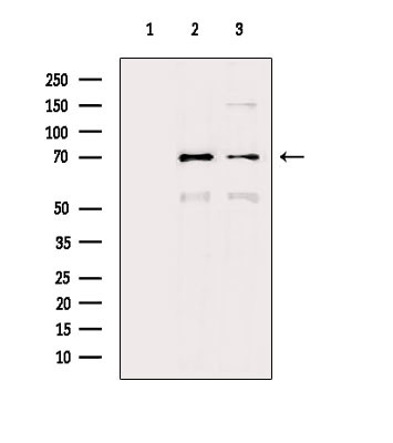 HSP701L Antibody in Western Blot (WB)