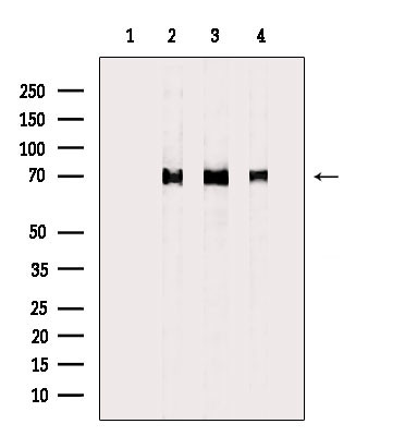 HSP701L Antibody in Western Blot (WB)