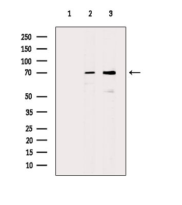 HSP701L Antibody in Western Blot (WB)