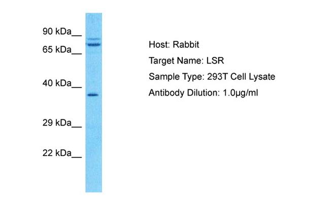 LSR Antibody in Western Blot (WB)