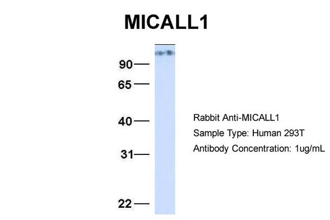 MICALL1 Antibody in Western Blot (WB)