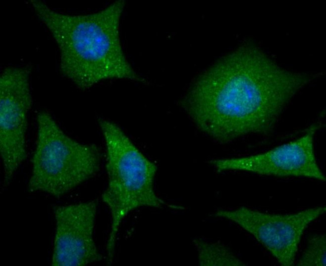 LC3A/LC3B Antibody in Immunocytochemistry (ICC/IF)