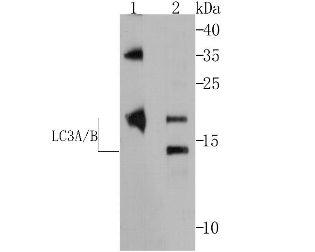 LC3A/LC3B Antibody in Western Blot (WB)