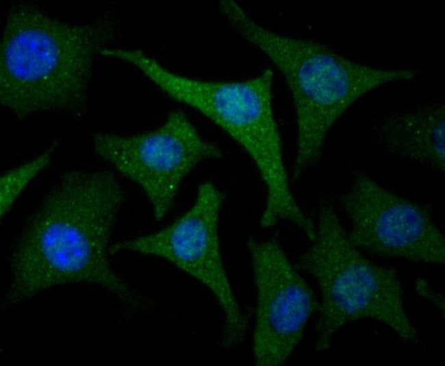 USP21 Antibody in Immunocytochemistry (ICC/IF)