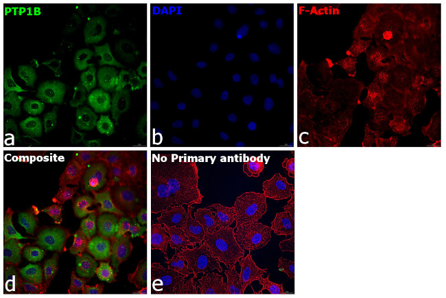 PTP1B Antibody in Immunocytochemistry (ICC/IF)