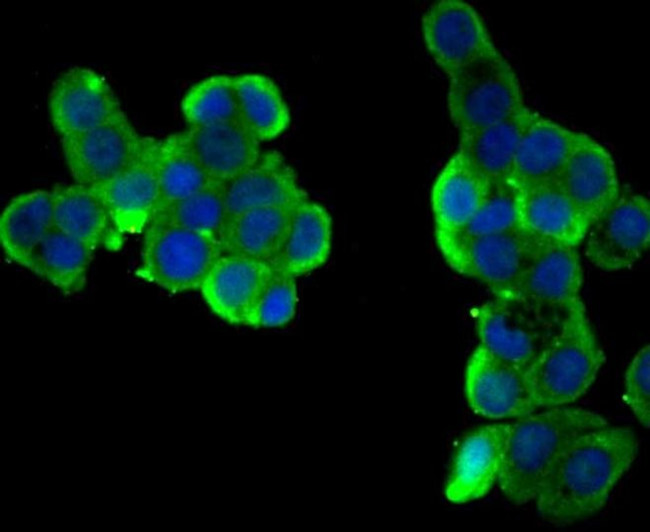 Butyrylcholinesterase Antibody in Immunocytochemistry (ICC/IF)