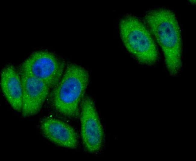 Butyrylcholinesterase Antibody in Immunocytochemistry (ICC/IF)