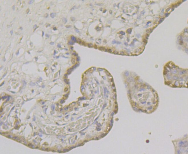 LRP8 Antibody in Immunohistochemistry (Paraffin) (IHC (P))