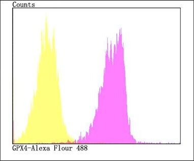 GPX4 Antibody in Flow Cytometry (Flow)