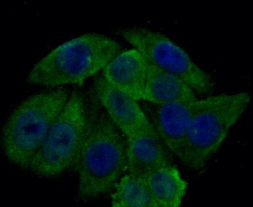 GPX4 Antibody in Immunocytochemistry (ICC/IF)