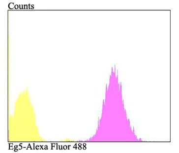 KIF11 Antibody in Flow Cytometry (Flow)