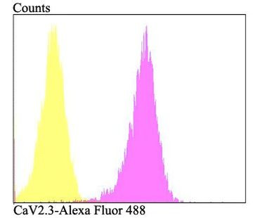 CaV2.3 Antibody in Flow Cytometry (Flow)