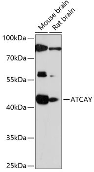 ATCAY Antibody in Western Blot (WB)