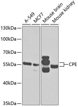 Carboxypeptidase E Antibody in Western Blot (WB)