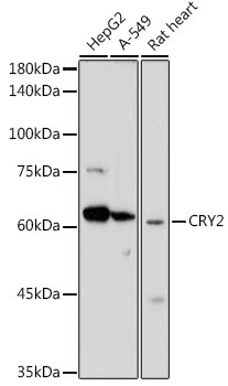 CRY2 Antibody in Western Blot (WB)