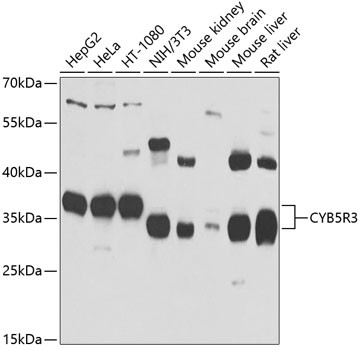 CYB5R3 Antibody in Western Blot (WB)