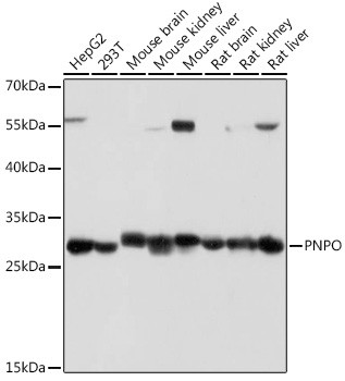 PNPO Antibody in Western Blot (WB)