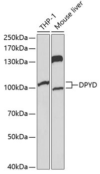 DPYD Antibody in Western Blot (WB)