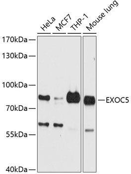 EXOC5 Antibody in Western Blot (WB)