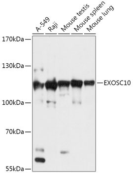 EXOSC10 Antibody in Western Blot (WB)