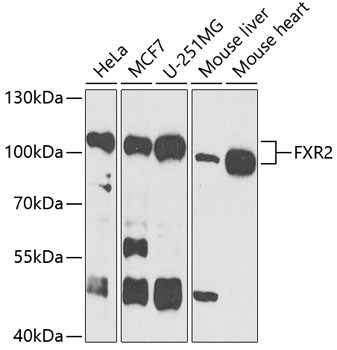FXR2 Antibody in Western Blot (WB)