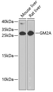 GM2A Antibody in Western Blot (WB)