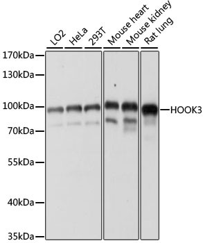 HOOK3 Antibody in Western Blot (WB)