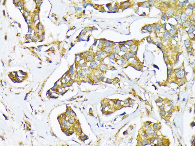 MFGE8 Antibody in Immunohistochemistry (Paraffin) (IHC (P))
