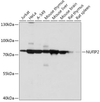 NUFIP2 Antibody in Western Blot (WB)