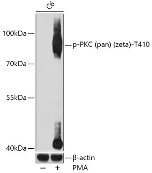 Phospho-PKC zeta (Thr410) Antibody in Western Blot (WB)