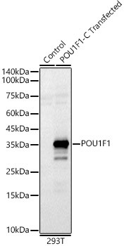 PIT1 Antibody in Western Blot (WB)