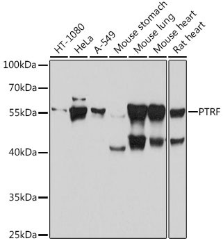 PTRF Antibody in Western Blot (WB)