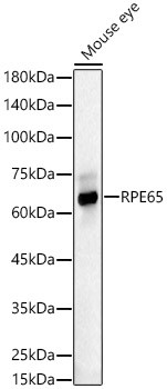 RPE65 Antibody in Western Blot (WB)