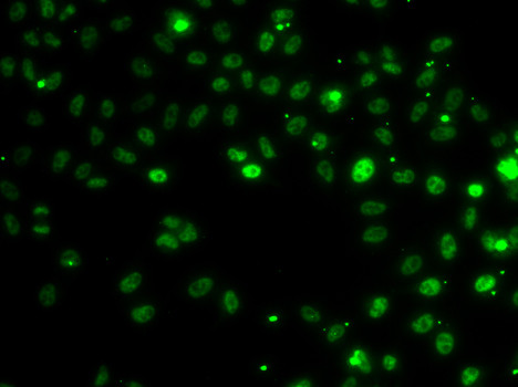 RSRC1 Antibody in Immunocytochemistry (ICC/IF)