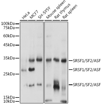 SRSF1 Antibody in Western Blot (WB)