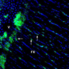 GPR65 (extracellular) Antibody in Immunohistochemistry (Frozen) (IHC (F))