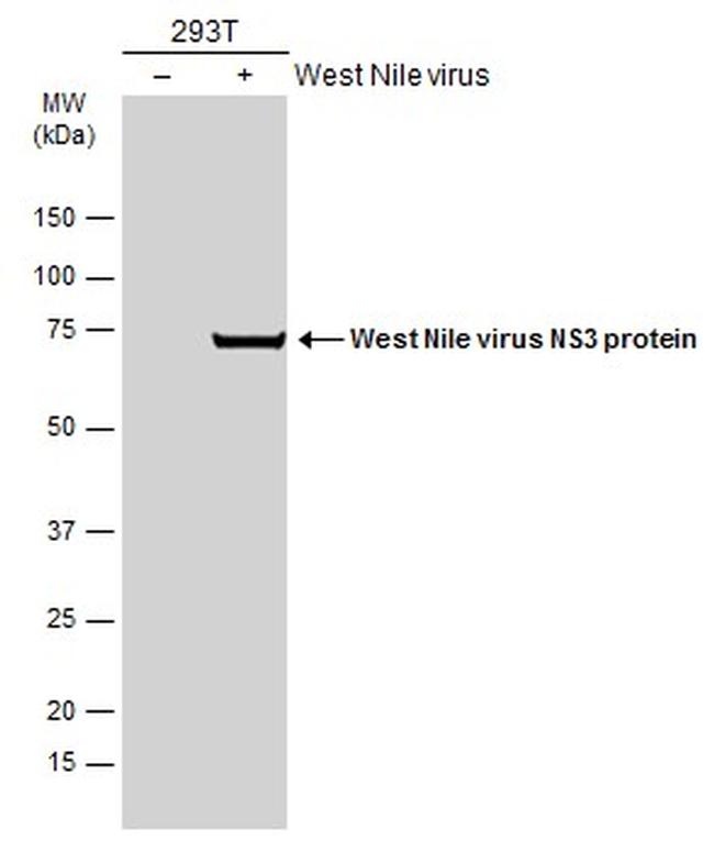 West Nile Virus NS3 Protein Antibody in Western Blot (WB)